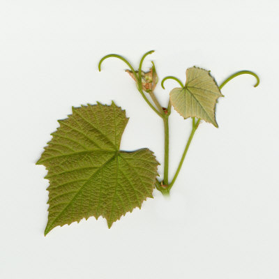 Spring Grape Leaf, View Of Front Side by Images Monsoon Pricing Limited Edition Print image