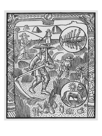 July, Haymaking, Cancer, Illustration From The 'Almanach Des Bergers', 1491 by Pierre Le Rouge Pricing Limited Edition Print image