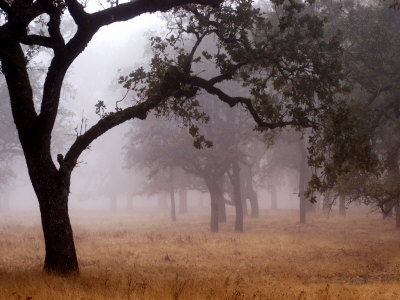 Foggy Wooded Landscape by Bob Cornelis Pricing Limited Edition Print image