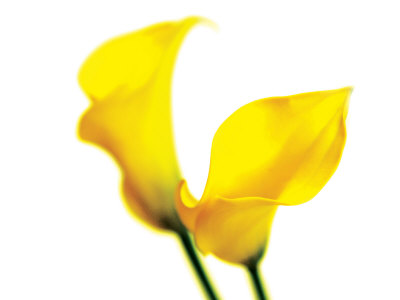 Close-Up Of 2 Yellow Lillies On White Background by Images Monsoon Pricing Limited Edition Print image