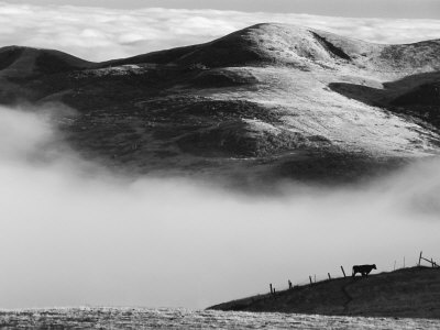 Cow In Foggy Field By Mountain, Coleman Valley Road, Sonoma County, California, Usa by Bob Cornelis Pricing Limited Edition Print image