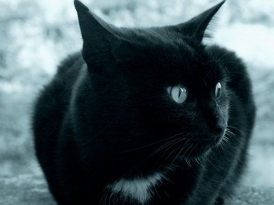 Black Cat by Ilona Wellmann Pricing Limited Edition Print image