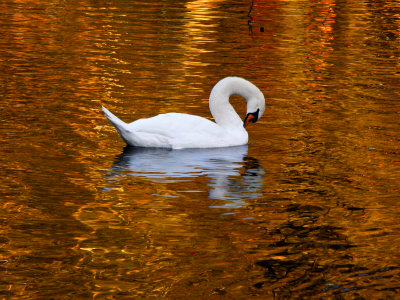 Swan Gliding On The Golden Lake by Ilona Wellmann Pricing Limited Edition Print image
