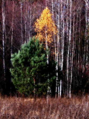 Evergreen Golden And Birch Trees In Autumn by Ilona Wellmann Pricing Limited Edition Print image