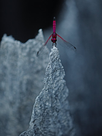 Red Dragonfly In Cooling Posture In The Grand Tsingy by Stephen Alvarez Pricing Limited Edition Print image