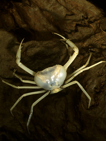 Cave Adapted Crab, Unique To The Chiquibul Cave System by Stephen Alvarez Pricing Limited Edition Print image