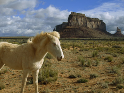 Wary White Horse Among The Buttes Of Monument Valley by Stephen St. John Pricing Limited Edition Print image