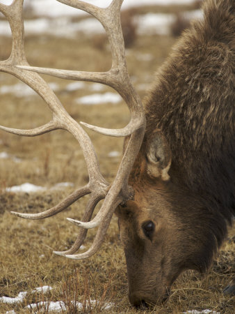 Adult Male Elk Foraging In A Field In Wyoming by Tim Laman Pricing Limited Edition Print image