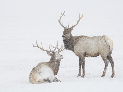 Two Adult Elk In A Field During A Snowstorm by Tim Laman Pricing Limited Edition Print image