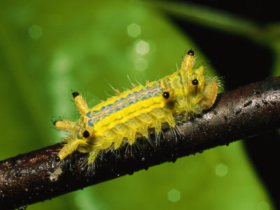 Brightly Colored Caterpillar Crawling On A Twig by Tim Laman Pricing Limited Edition Print image