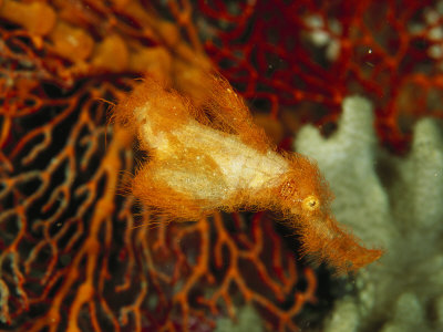 Irish Setter Ghost Pipefish Against A Coral Backdrop by Tim Laman Pricing Limited Edition Print image