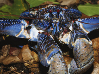 Large Blue Coconut Crab On The Forest Floor by Tim Laman Pricing Limited Edition Print image