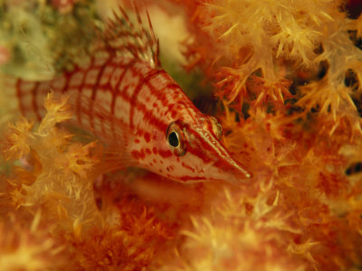 Longnose Hawkfish, Oxycirrhites Typus, Resting In A Soft Coral by Tim Laman Pricing Limited Edition Print image