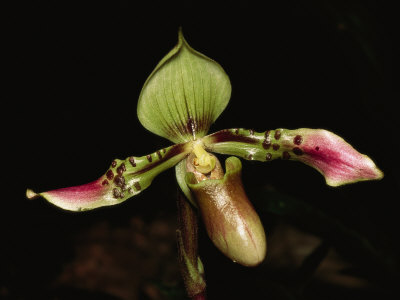 Orchid From A Southeast Asian Rainforest by Tim Laman Pricing Limited Edition Print image