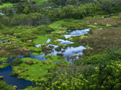 Wetlands Of Waipi'o Valley by Todd Gipstein Pricing Limited Edition Print image