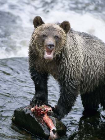 Bown Bear Devours A Salmon Caught In The Glendale River by Tom Murphy Pricing Limited Edition Print image