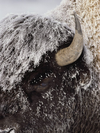 Frost-Covered American Bison by Tom Murphy Pricing Limited Edition Print image