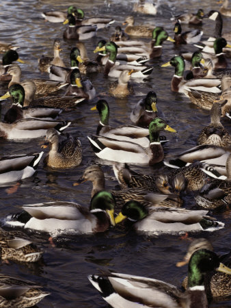 Group Of Male And Female Mallard Ducks Swimming In A Lake by Tom Murphy Pricing Limited Edition Print image