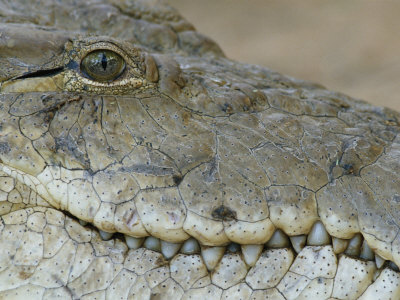 Close View Of The Profile Of An African Crocodile by Tom Murphy Pricing Limited Edition Print image