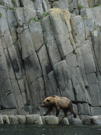 Bear Walking Across Rocks by Tom Murphy Pricing Limited Edition Print image