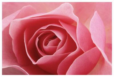 Rose Pink I by Danny Burk Pricing Limited Edition Print image