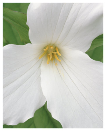 Trillium Ix by Danny Burk Pricing Limited Edition Print image