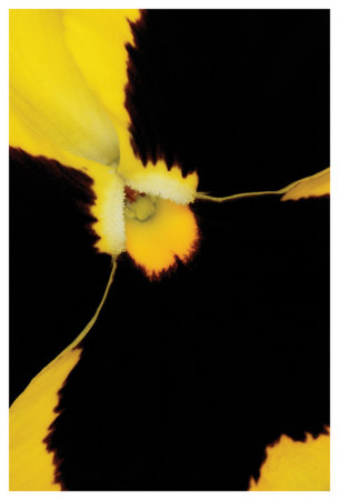 Yellow Pansy by Danny Burk Pricing Limited Edition Print image