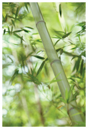 Bamboo I by Karin Connolly Pricing Limited Edition Print image