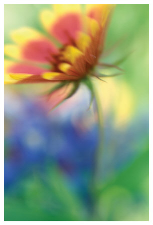 Blanket Blur by Karin Connolly Pricing Limited Edition Print image