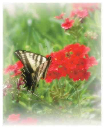 Swallowtail by Stephanie Laird Pricing Limited Edition Print image
