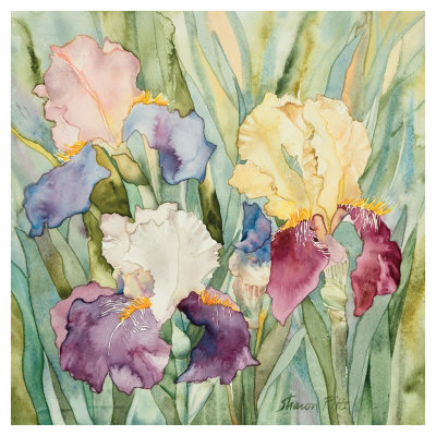Jennifer's Irises by Sharon Pitts Pricing Limited Edition Print image