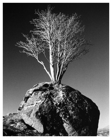 Tree In Solitude by Richard Sutton Pricing Limited Edition Print image