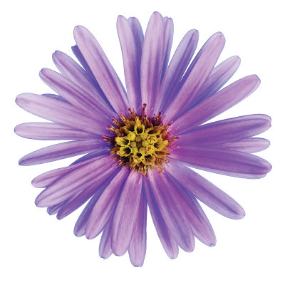 Purple Daisy by Christine Zalewski Pricing Limited Edition Print image