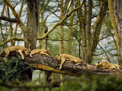 African Lion Cat Nap by Scott Stulberg Pricing Limited Edition Print image
