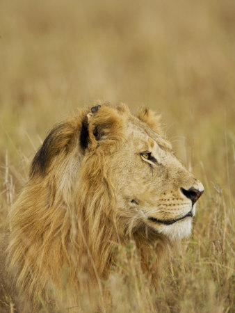 Profile Of Lioness In The Masia Mara, Kenya by Scott Stulberg Pricing Limited Edition Print image