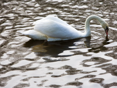 White Swan by Scott Stulberg Pricing Limited Edition Print image