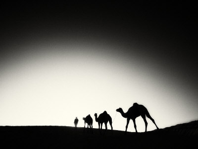 Camel Train Walking In The Desert In India by Scott Stulberg Pricing Limited Edition Print image