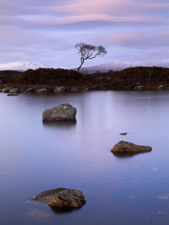 Single Tree Grows On A Small Island, Surrounded By A Lochan, Rannoch Moor, Scotland, Uk by Adam Burton Pricing Limited Edition Print image