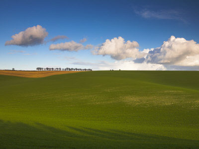 South Downs Near Winchester, Hampshire, England, United Kingdom, Europe by Adam Burton Pricing Limited Edition Print image