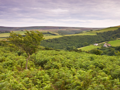 Rolling Farmland And Moorland Viewed From Porlock Hill, Exmoor National Park, Somerset, England, Uk by Adam Burton Pricing Limited Edition Print image