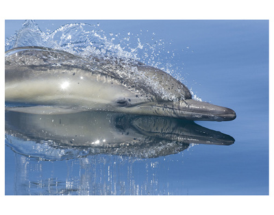 Blue Dolphin Reflection by Steve Munch Pricing Limited Edition Print image