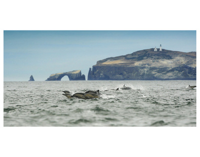 Dolphins On The Run by Steve Munch Pricing Limited Edition Print image