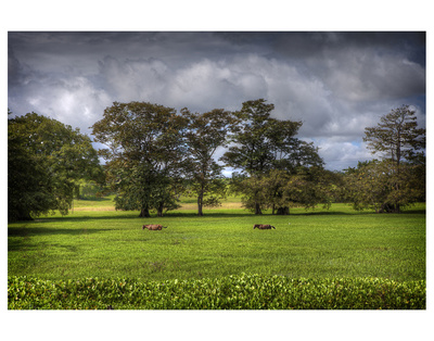 Horses In Green Field by Nish Nalbandian Pricing Limited Edition Print image