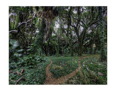 Maui Honolua Bay Forest by Michael Polk Pricing Limited Edition Print image
