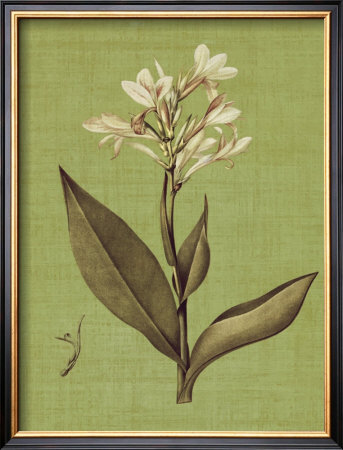 Botanica Verde Ii by John Seba Pricing Limited Edition Print image