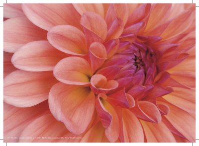 Mini Graphic Dahlia Ii by Rachel Perry Pricing Limited Edition Print image