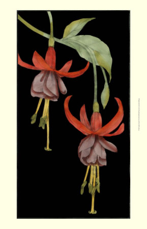 Graphic Fuchsia Vi by Jennifer Goldberger Pricing Limited Edition Print image