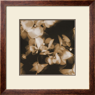 Hydrangeas by Melissa Springer Pricing Limited Edition Print image