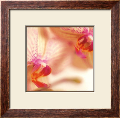 Phalaenopsis Orchids by Caroline Purday Pricing Limited Edition Print image