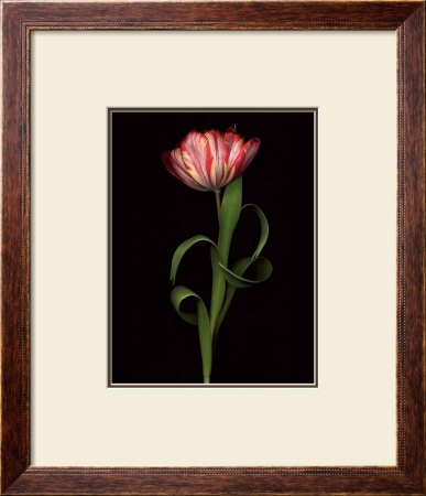 Paradise Tulip by Harold Feinstein Pricing Limited Edition Print image